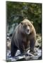 Brown Bear, Katmai National Park, Alaska-Paul Souders-Mounted Photographic Print