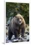 Brown Bear, Katmai National Park, Alaska-Paul Souders-Framed Photographic Print