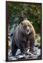 Brown Bear, Katmai National Park, Alaska-Paul Souders-Framed Photographic Print