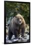 Brown Bear, Katmai National Park, Alaska-Paul Souders-Framed Photographic Print