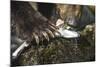 Brown Bear, Katmai National Park, Alaska-Paul Souders-Mounted Photographic Print