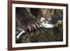 Brown Bear, Katmai National Park, Alaska-Paul Souders-Framed Photographic Print