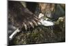 Brown Bear, Katmai National Park, Alaska-Paul Souders-Mounted Photographic Print