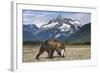 Brown Bear, Katmai National Park, Alaska-Paul Souders-Framed Photographic Print