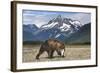 Brown Bear, Katmai National Park, Alaska-Paul Souders-Framed Photographic Print