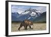 Brown Bear, Katmai National Park, Alaska-Paul Souders-Framed Photographic Print