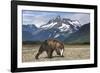 Brown Bear, Katmai National Park, Alaska-Paul Souders-Framed Photographic Print