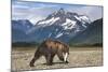 Brown Bear, Katmai National Park, Alaska-Paul Souders-Mounted Photographic Print