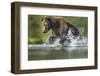 Brown Bear, Katmai National Park, Alaska-Paul Souders-Framed Photographic Print