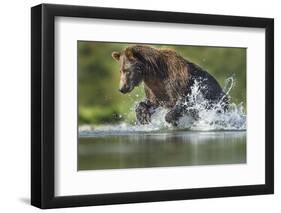 Brown Bear, Katmai National Park, Alaska-Paul Souders-Framed Photographic Print