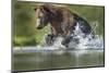 Brown Bear, Katmai National Park, Alaska-Paul Souders-Mounted Photographic Print