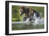 Brown Bear, Katmai National Park, Alaska-Paul Souders-Framed Photographic Print