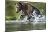 Brown Bear, Katmai National Park, Alaska-Paul Souders-Mounted Photographic Print