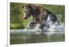 Brown Bear, Katmai National Park, Alaska-Paul Souders-Framed Photographic Print