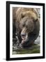 Brown Bear, Katmai National Park, Alaska-Paul Souders-Framed Photographic Print