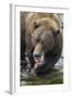 Brown Bear, Katmai National Park, Alaska-Paul Souders-Framed Photographic Print