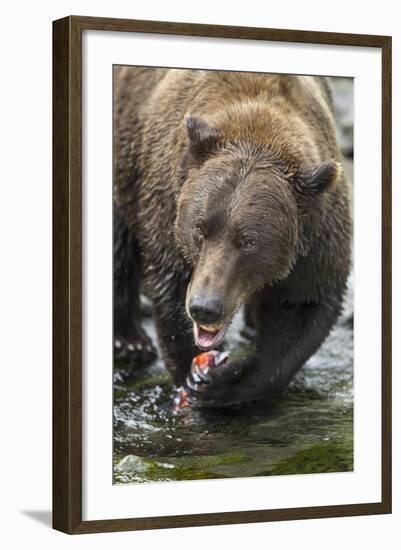 Brown Bear, Katmai National Park, Alaska-Paul Souders-Framed Photographic Print