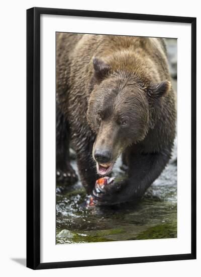 Brown Bear, Katmai National Park, Alaska-Paul Souders-Framed Photographic Print