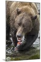 Brown Bear, Katmai National Park, Alaska-Paul Souders-Mounted Photographic Print