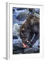 Brown Bear, Katmai National Park, Alaska-Paul Souders-Framed Photographic Print