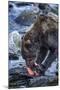 Brown Bear, Katmai National Park, Alaska-Paul Souders-Mounted Photographic Print