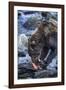 Brown Bear, Katmai National Park, Alaska-Paul Souders-Framed Photographic Print