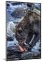 Brown Bear, Katmai National Park, Alaska-Paul Souders-Mounted Photographic Print