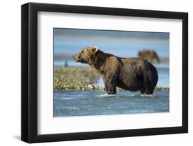 Brown Bear, Katmai National Park, Alaska-Paul Souders-Framed Photographic Print