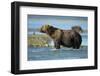 Brown Bear, Katmai National Park, Alaska-Paul Souders-Framed Photographic Print