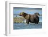 Brown Bear, Katmai National Park, Alaska-Paul Souders-Framed Photographic Print