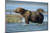 Brown Bear, Katmai National Park, Alaska-Paul Souders-Mounted Photographic Print