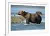 Brown Bear, Katmai National Park, Alaska-Paul Souders-Framed Photographic Print