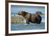 Brown Bear, Katmai National Park, Alaska-Paul Souders-Framed Photographic Print