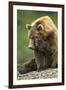 Brown Bear, Katmai National Park, Alaska-Paul Souders-Framed Photographic Print