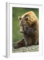 Brown Bear, Katmai National Park, Alaska-Paul Souders-Framed Photographic Print