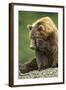 Brown Bear, Katmai National Park, Alaska-Paul Souders-Framed Photographic Print