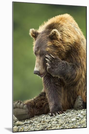 Brown Bear, Katmai National Park, Alaska-Paul Souders-Mounted Photographic Print