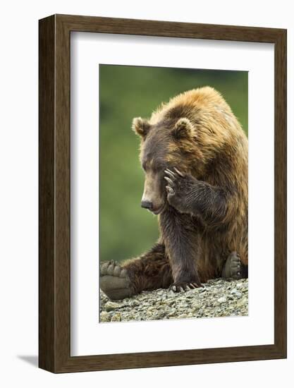 Brown Bear, Katmai National Park, Alaska-Paul Souders-Framed Photographic Print