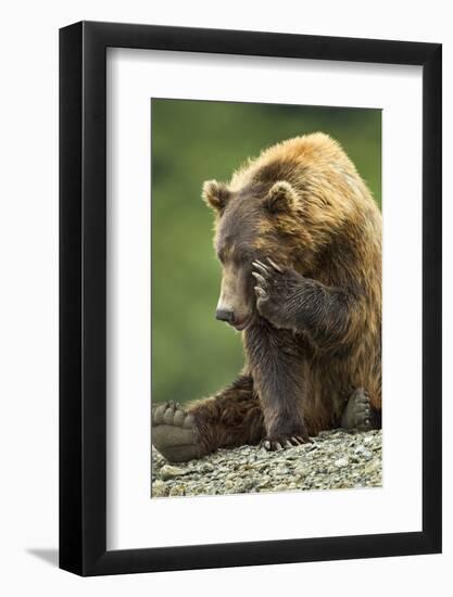 Brown Bear, Katmai National Park, Alaska-Paul Souders-Framed Photographic Print