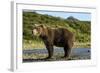 Brown Bear, Katmai National Park, Alaska-Paul Souders-Framed Photographic Print