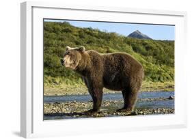 Brown Bear, Katmai National Park, Alaska-Paul Souders-Framed Photographic Print