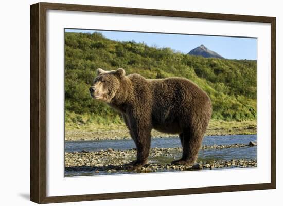 Brown Bear, Katmai National Park, Alaska-Paul Souders-Framed Photographic Print