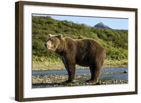 Brown Bear, Katmai National Park, Alaska-Paul Souders-Framed Photographic Print