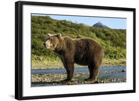 Brown Bear, Katmai National Park, Alaska-Paul Souders-Framed Photographic Print