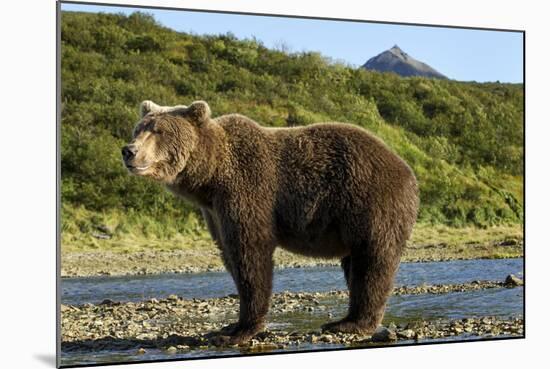 Brown Bear, Katmai National Park, Alaska-Paul Souders-Mounted Photographic Print