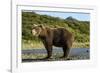 Brown Bear, Katmai National Park, Alaska-Paul Souders-Framed Photographic Print