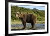 Brown Bear, Katmai National Park, Alaska-Paul Souders-Framed Photographic Print