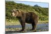 Brown Bear, Katmai National Park, Alaska-Paul Souders-Mounted Photographic Print