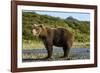 Brown Bear, Katmai National Park, Alaska-Paul Souders-Framed Photographic Print