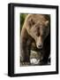 Brown Bear, Katmai National Park, Alaska-Paul Souders-Framed Photographic Print